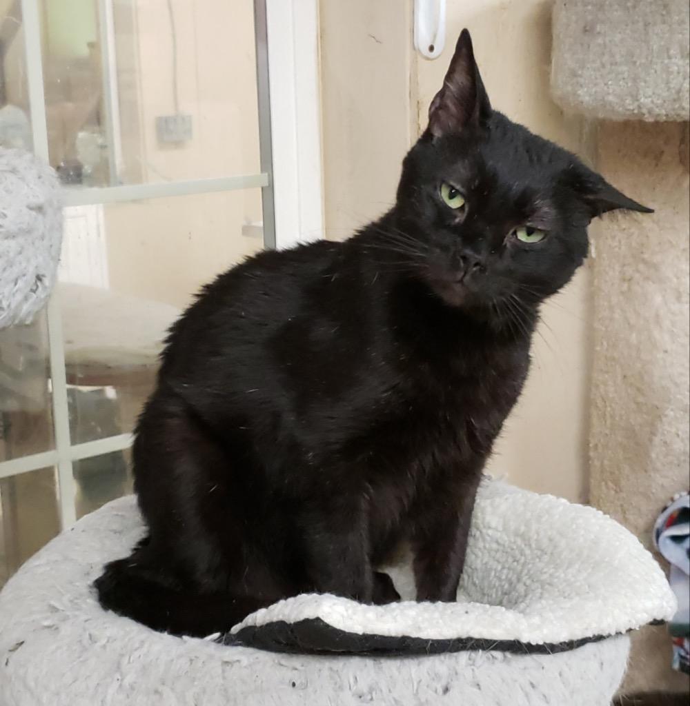 Enlarge Zeus, a Adoptable mixed breed in Sherwood, OR image 1/3