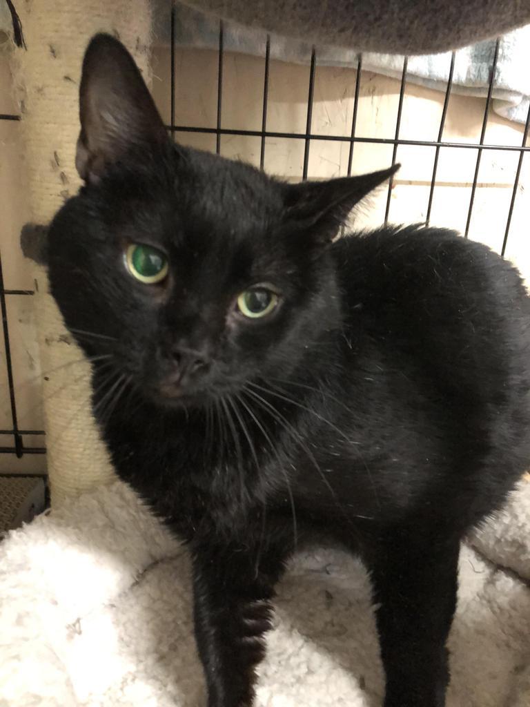 Enlarge Zeus, a Adoptable mixed breed in Sherwood, OR image 2/3