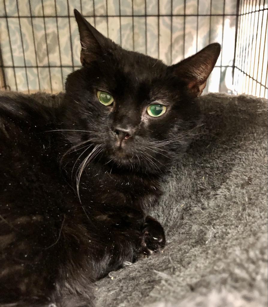 Enlarge Zeus, a Adoptable mixed breed in Sherwood, OR image 3/3