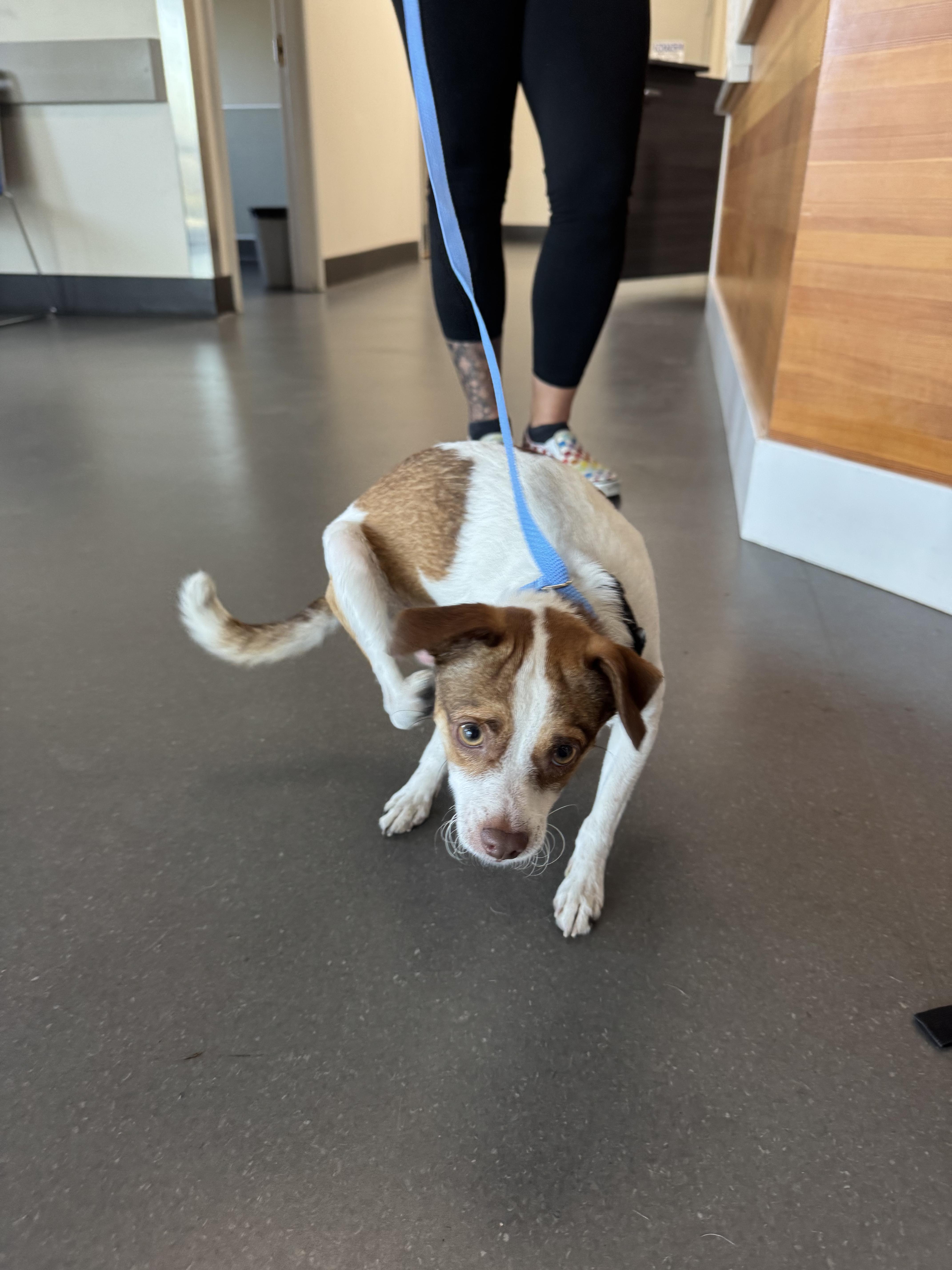 Enlarge Teddy, a Adoptable mixed breed in Palo Alto, CA image 2/2