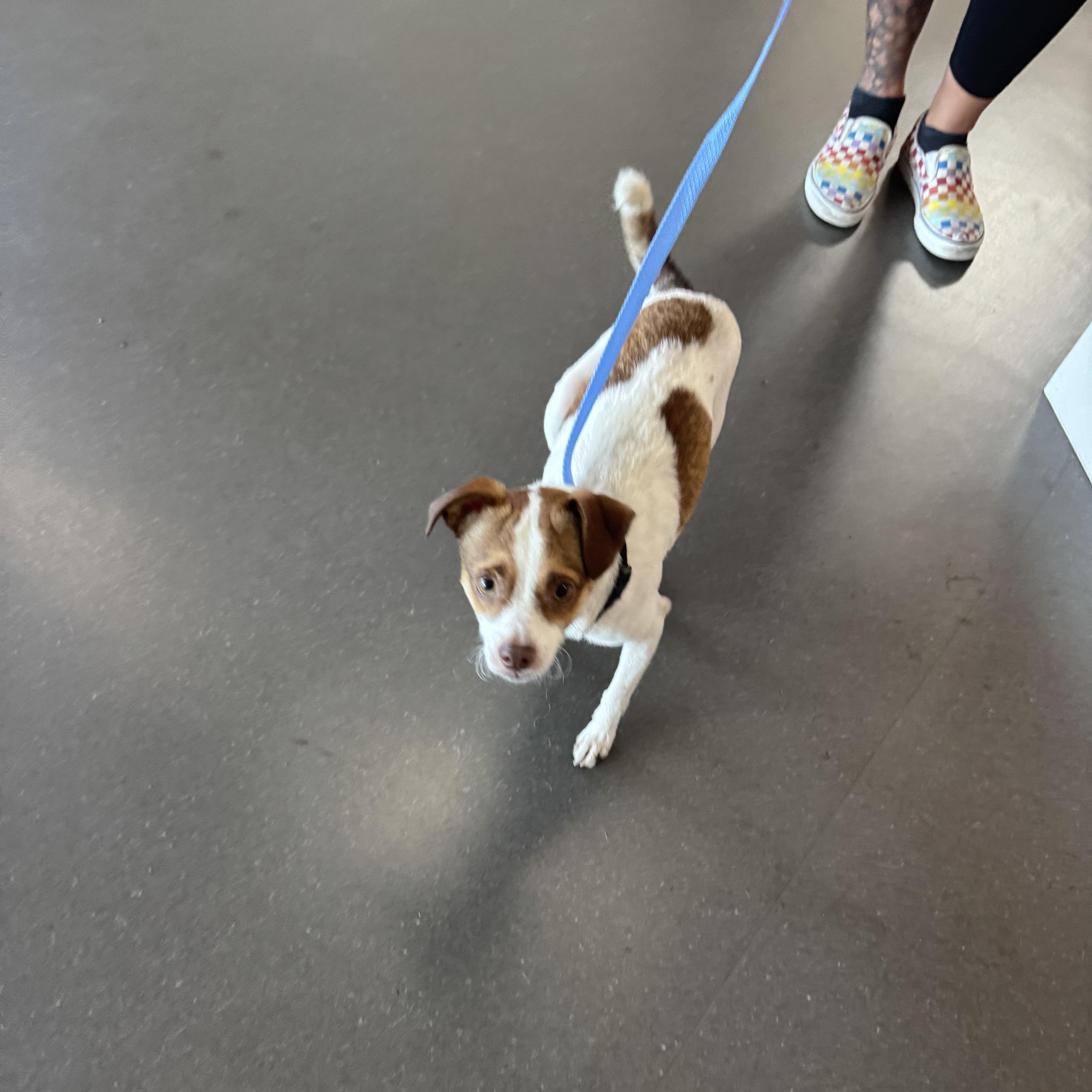 Teddy, Adoptable, Young Male Terrier.