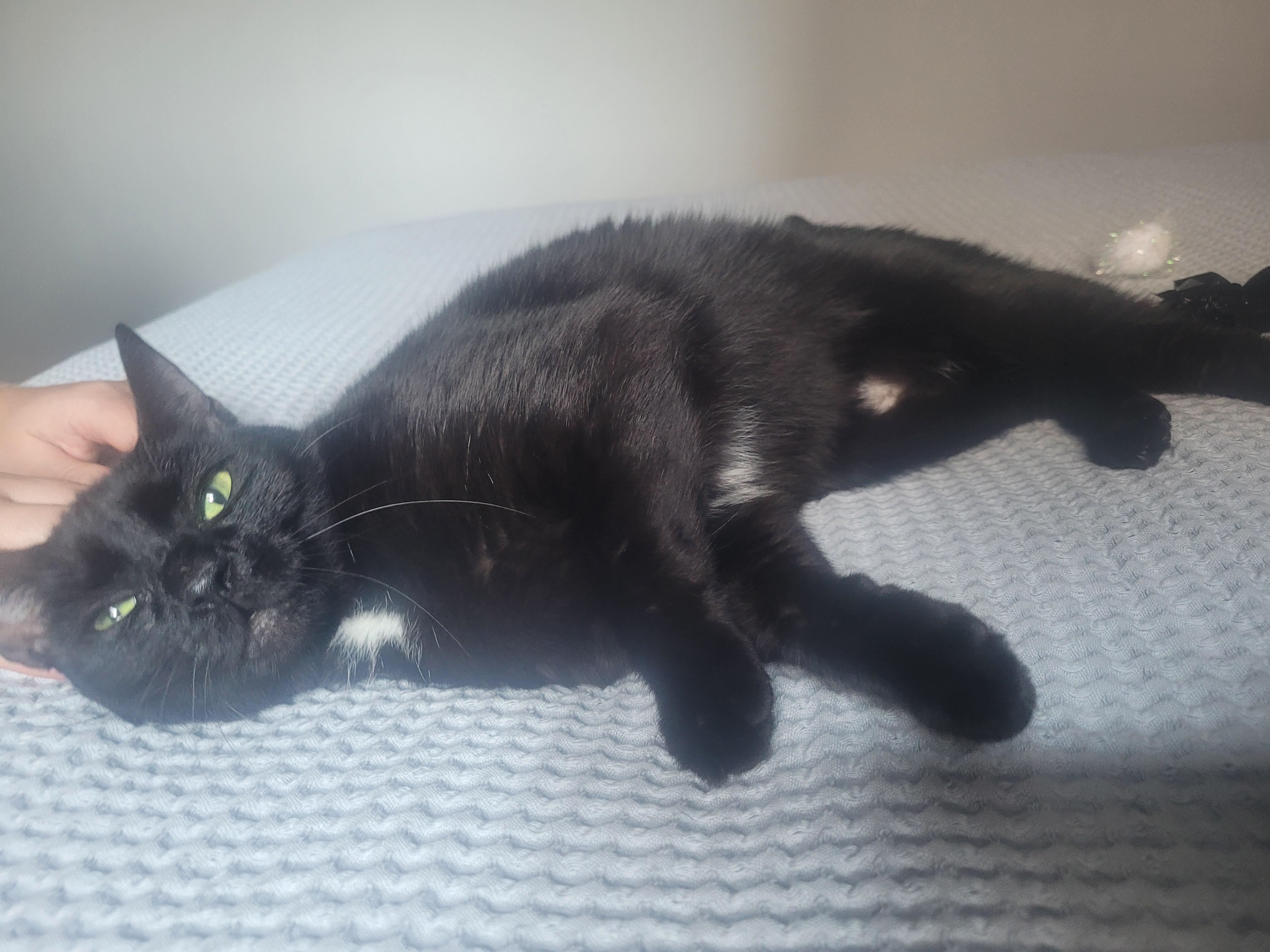 Pixie, a Adoptable Domestic Short Hair in London, ON image 1/5