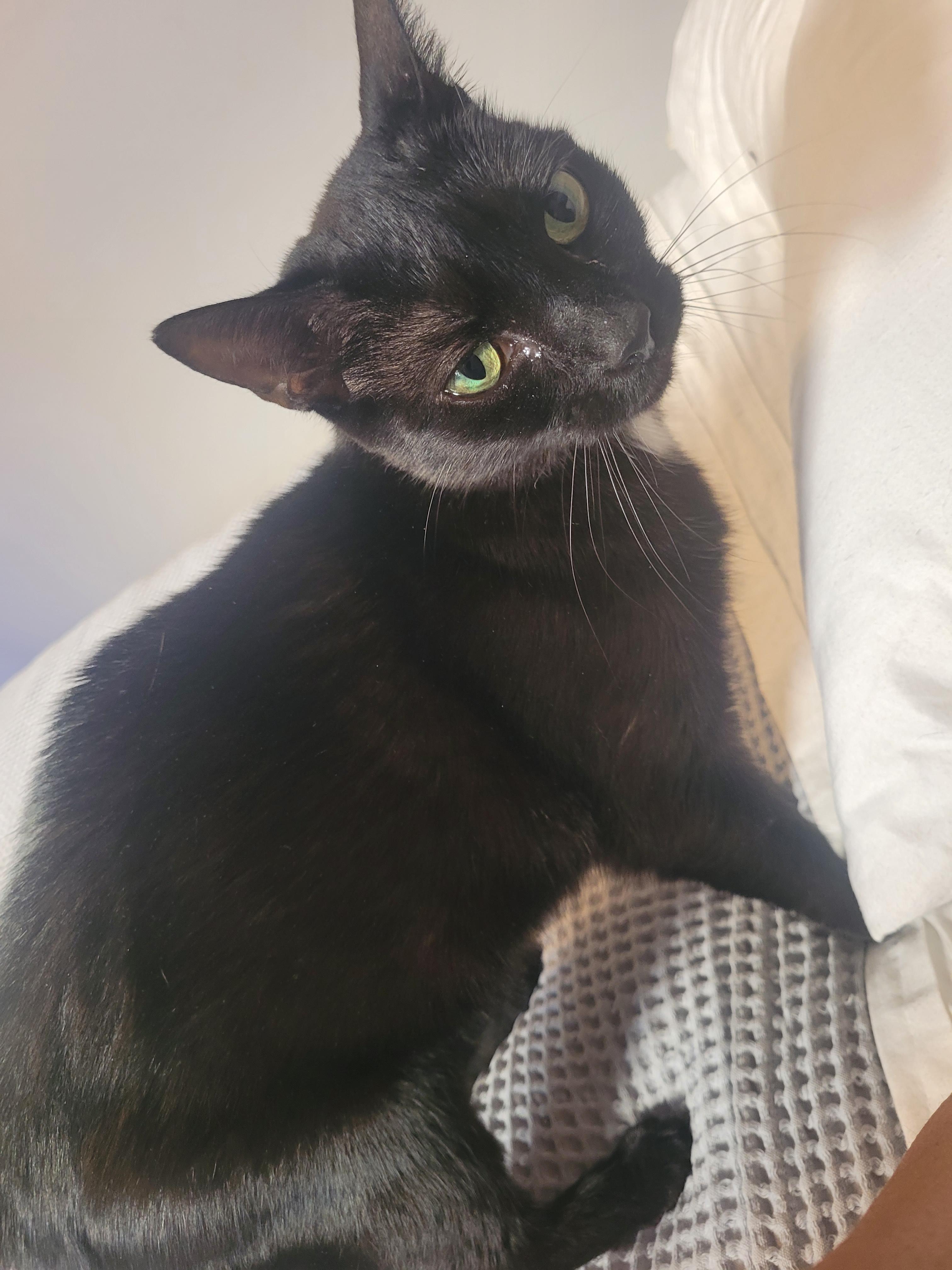 Pixie, a Adoptable Domestic Short Hair in London, ON image 3/5