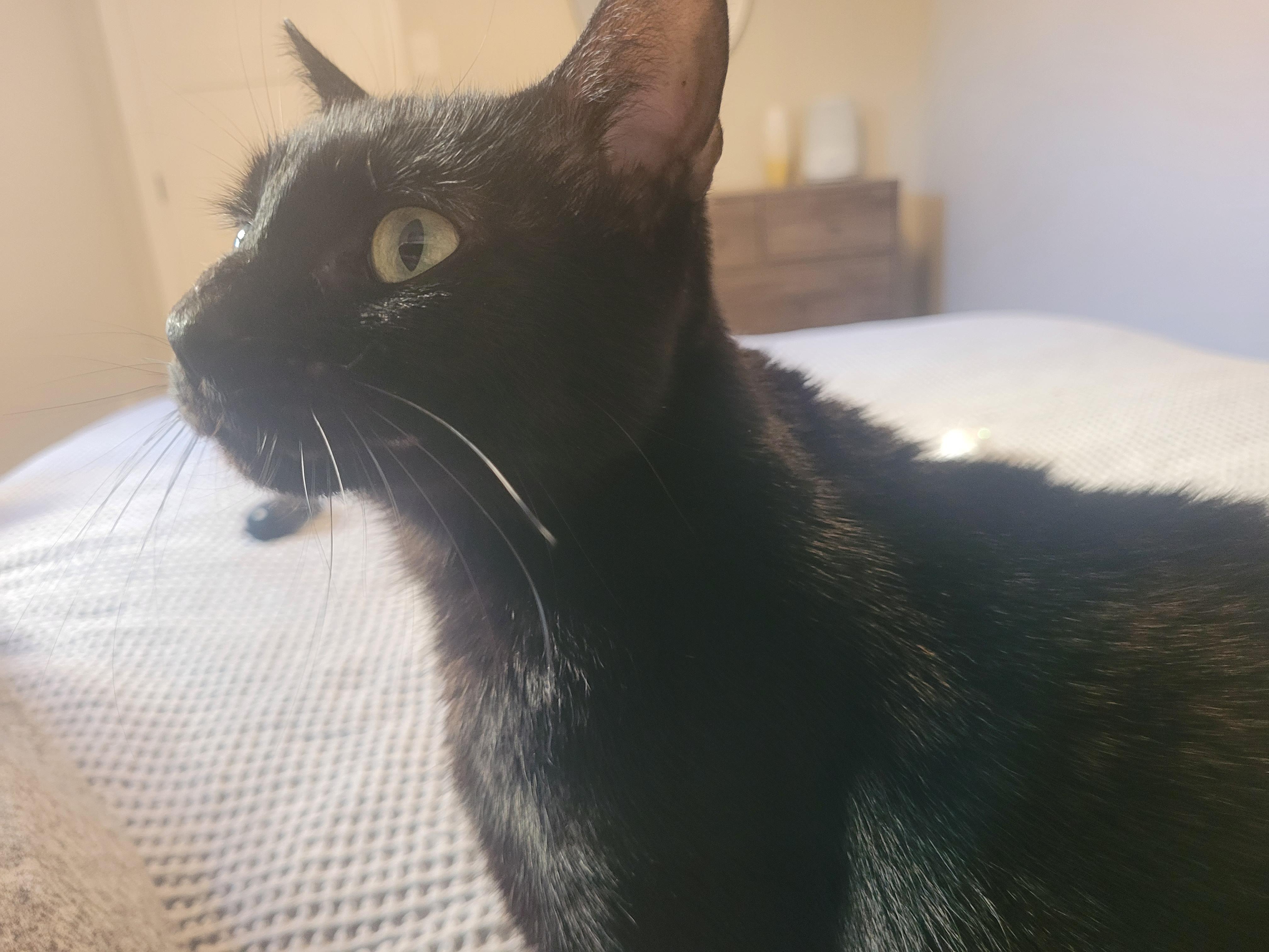 Pixie, a Adoptable Domestic Short Hair in London, ON image 4/5