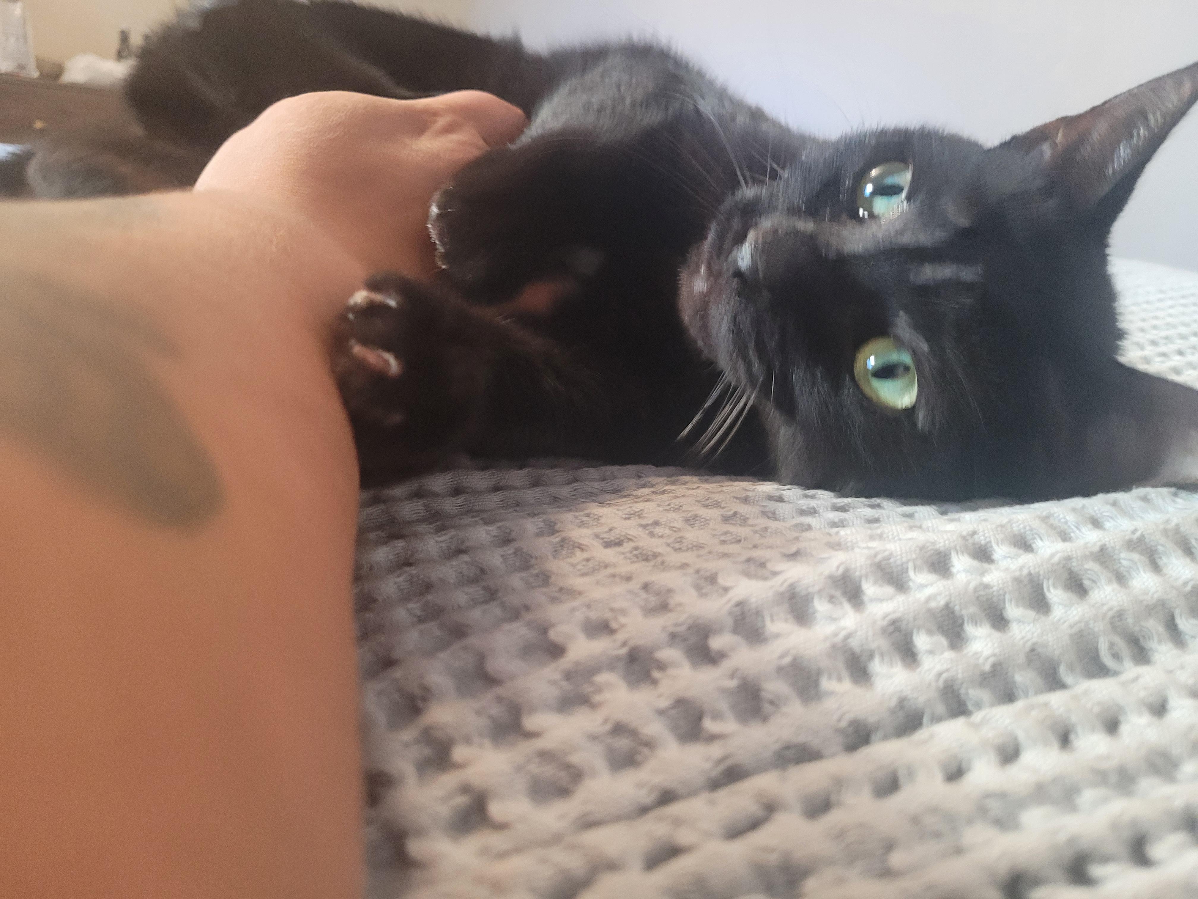 Pixie, a Adoptable Domestic Short Hair in London, ON image 5/5