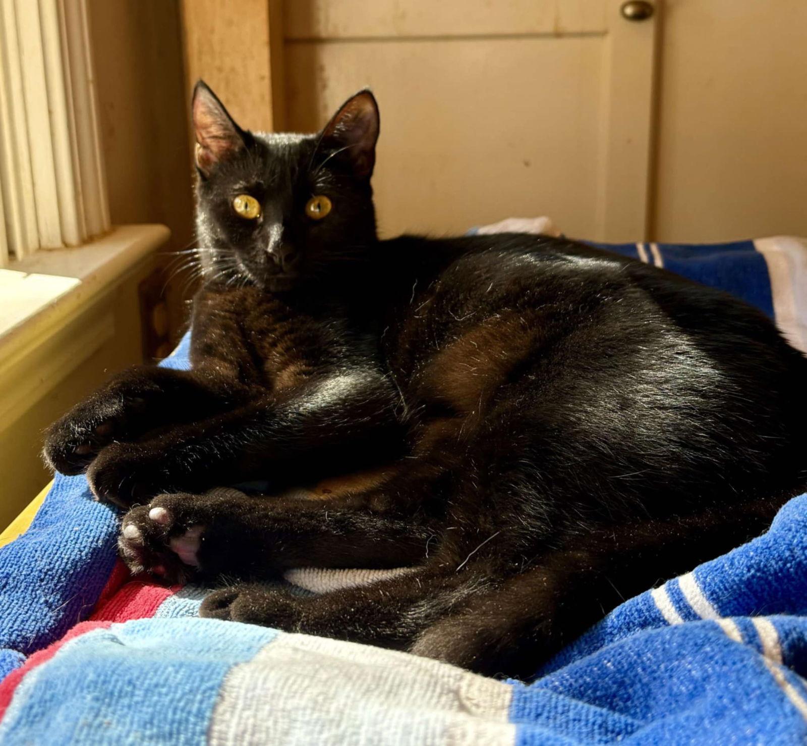 Confetti, a Adoptable Domestic Short Hair in Camden, SC image 1/3