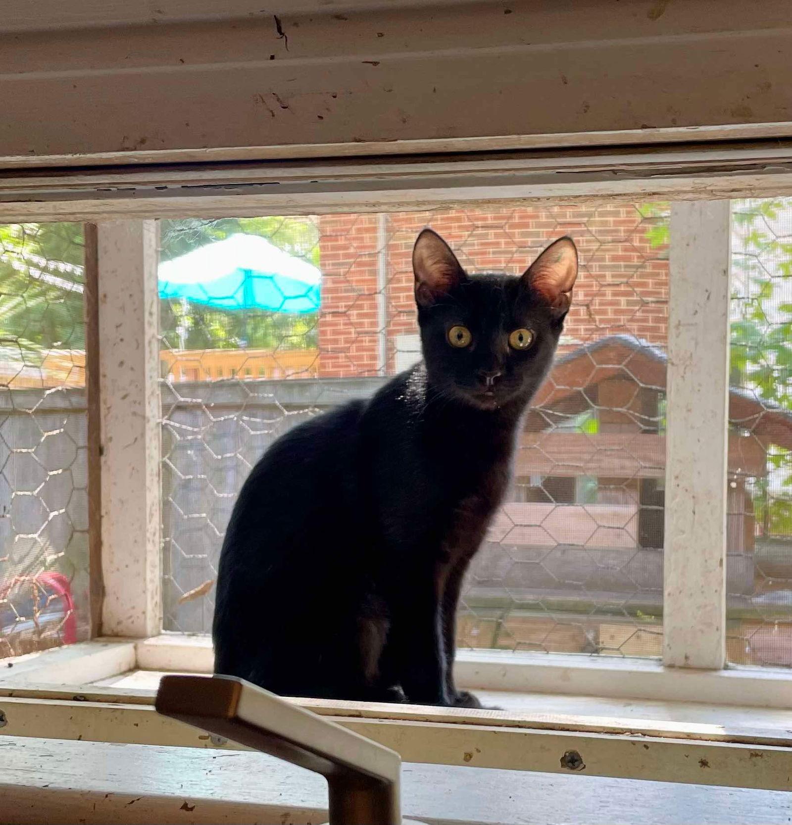 Confetti, a Adoptable Domestic Short Hair in Camden, SC image 2/3