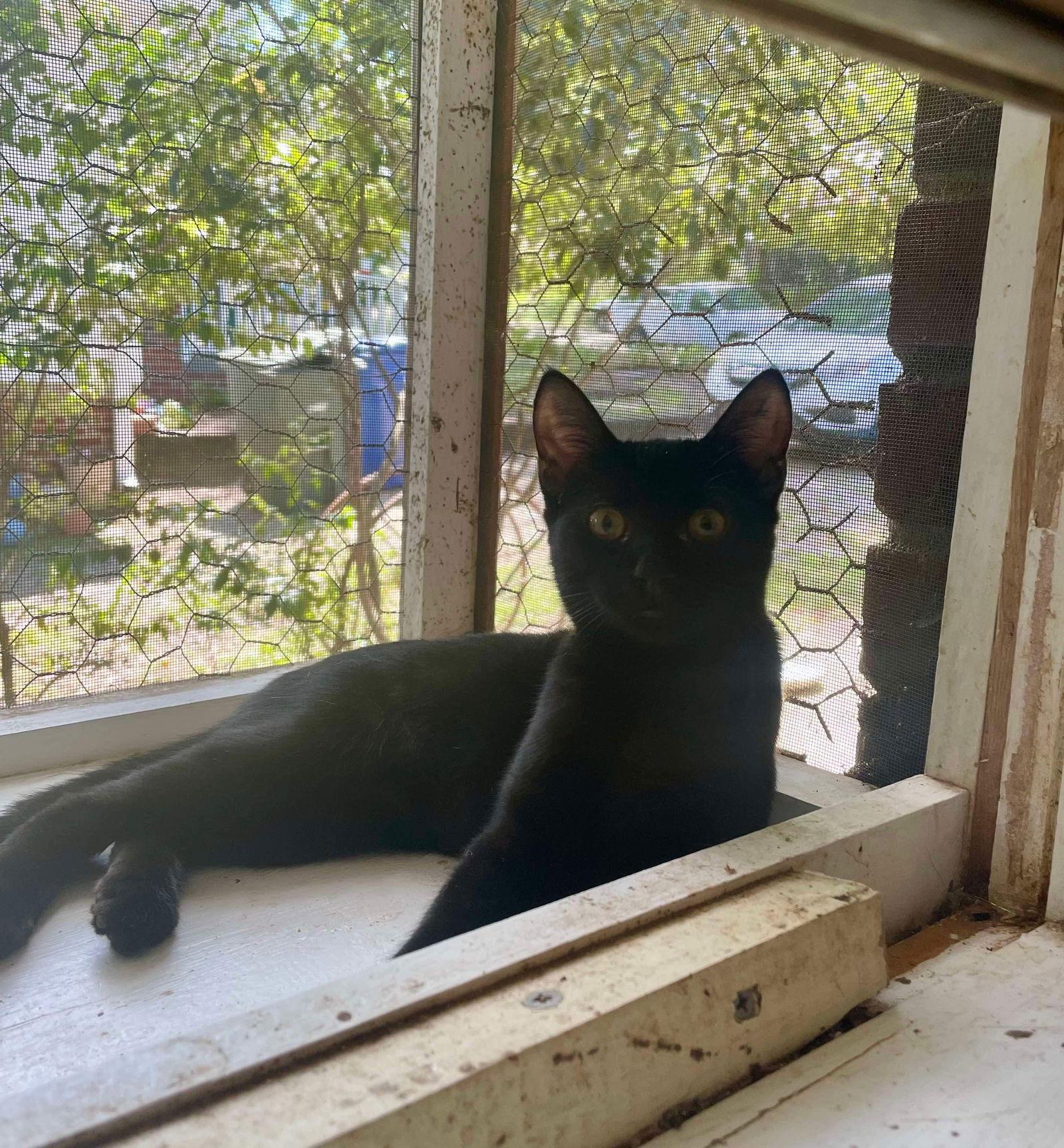 Confetti, a Adoptable Domestic Short Hair in Camden, SC image 3/3