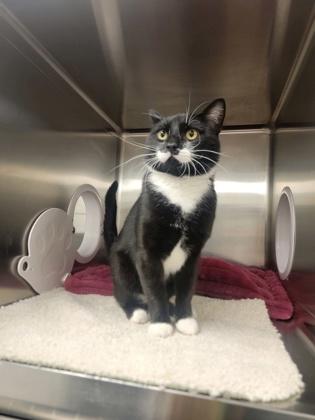 Kobe, Adoptable, Adult Male Domestic Short Hair & Domestic Short Hair.