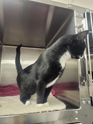 Enlarge Kobe, a Adoptable mixed breed in Fergus Falls, MN image 2/2