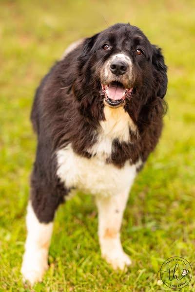 Majesty, an adoptable Great Pyrenees in Grand Island, NE, 68801 | Photo Image 2