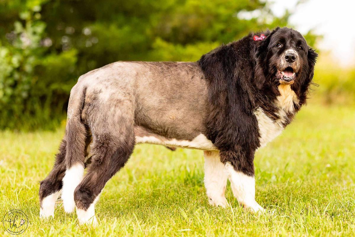Majesty, an adoptable Great Pyrenees in Grand Island, NE, 68801 | Photo Image 6