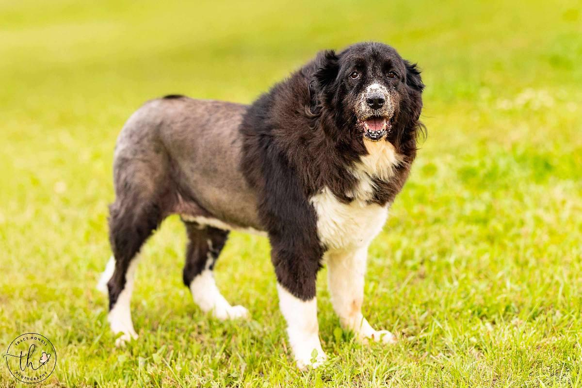 Majesty, an adoptable Great Pyrenees in Grand Island, NE, 68801 | Photo Image 4