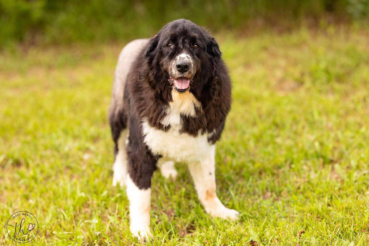 Majesty, an adoptable Great Pyrenees in Grand Island, NE, 68801 | Photo Image 1