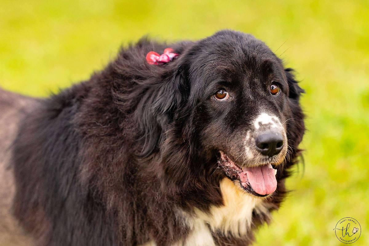 Majesty, an adoptable Great Pyrenees in Grand Island, NE, 68801 | Photo Image 5