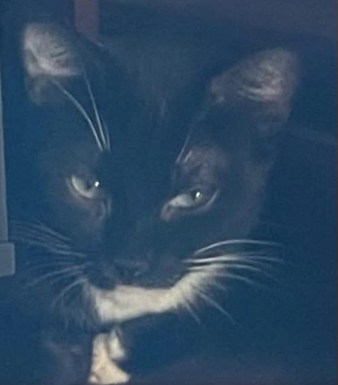 Midnight, ADOPTABLE, Young Female Domestic Short Hair.
