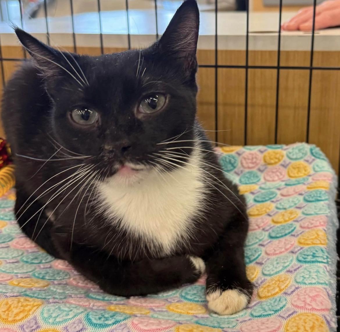 Midnight, a ADOPTABLE Domestic Short Hair in Kalama, WA image 2/2