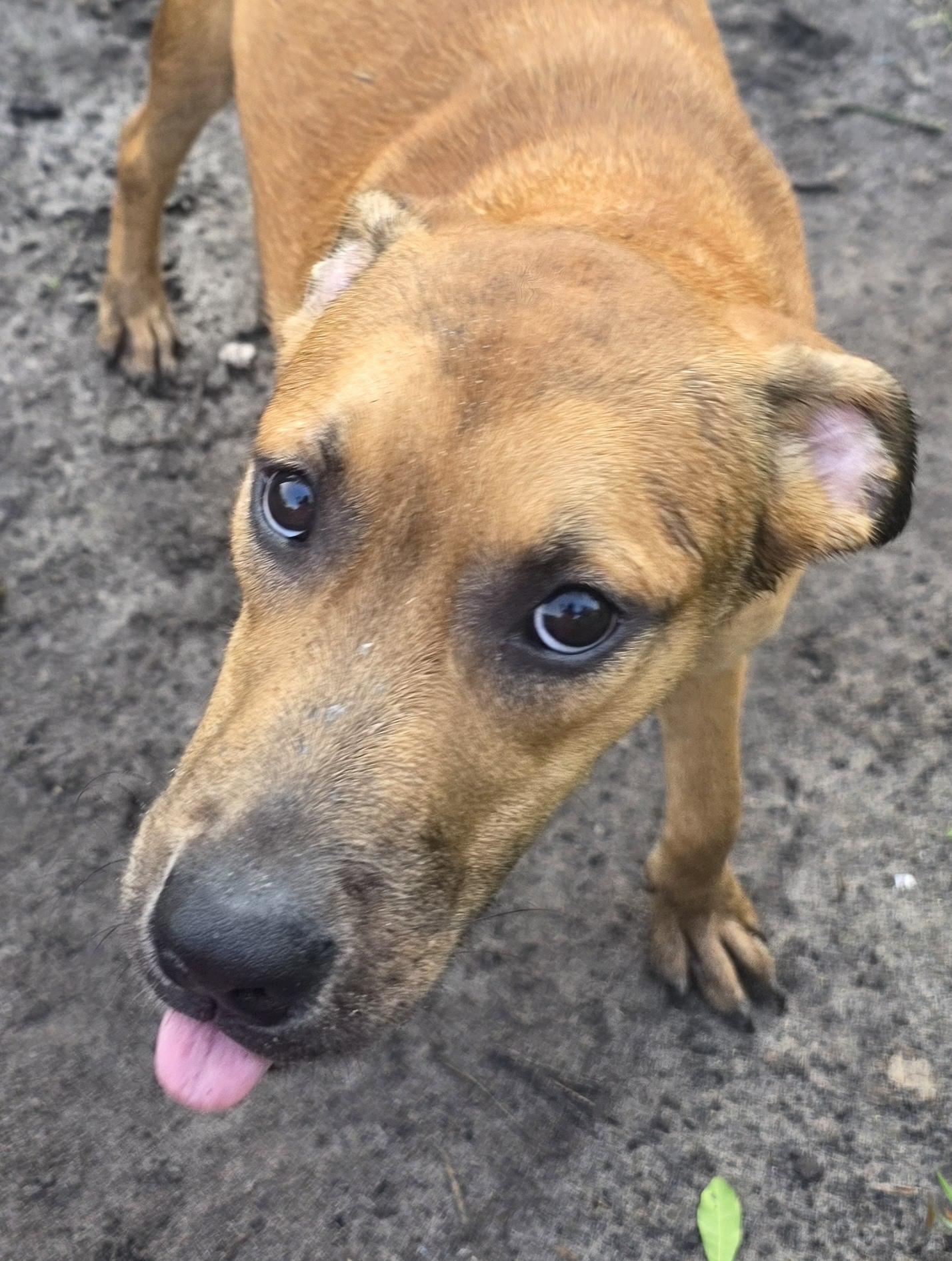 Memphis, a Adoptable mixed breed in Boca Raton, FL image 4/6