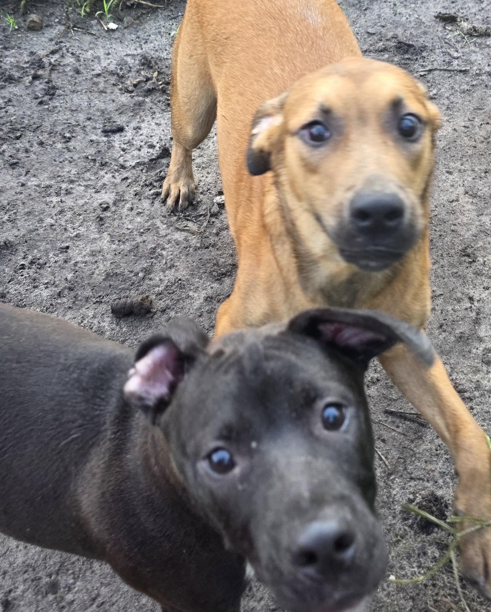 Memphis, a Adoptable mixed breed in Boca Raton, FL image 2/6