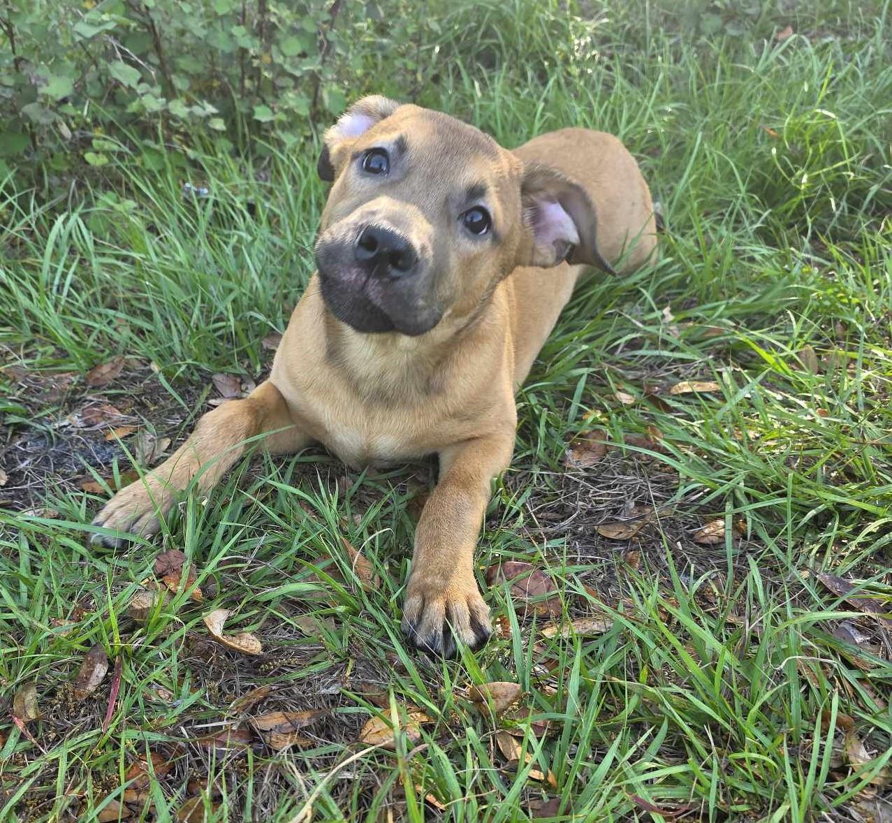 Memphis, a Adoptable mixed breed in Boca Raton, FL image 5/6