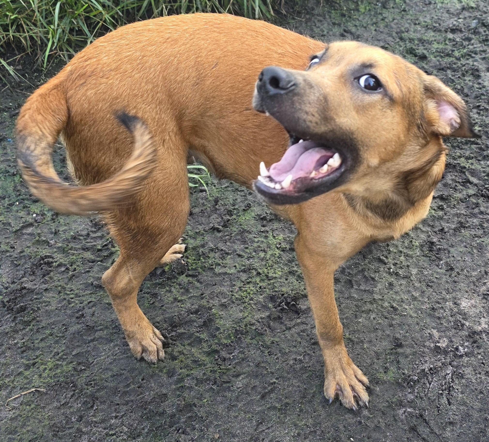 Memphis, Young Male Labrador Retriever