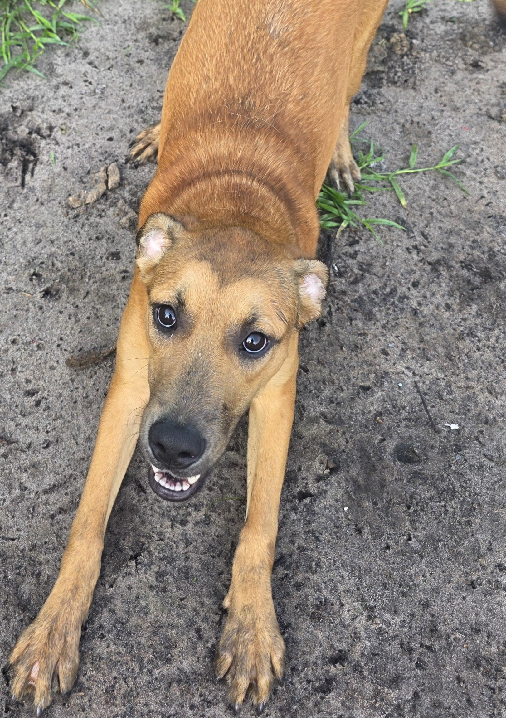 Memphis, a Adoptable mixed breed in Boca Raton, FL image 3/6