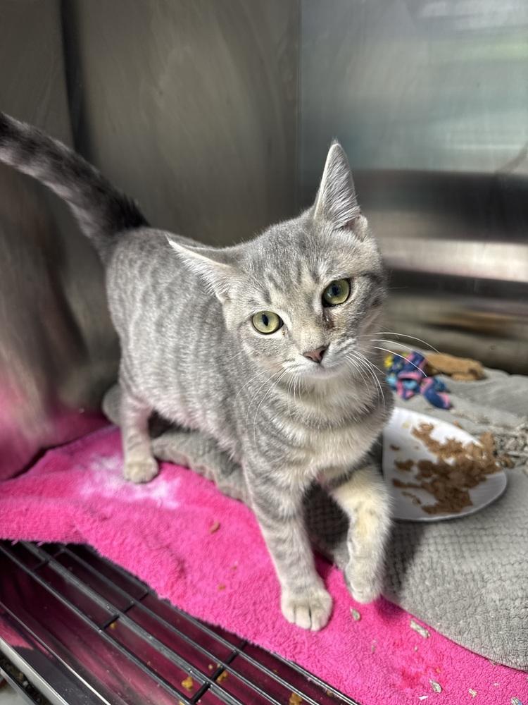Sturgeon, Adoptable, Kitten Male Domestic Short Hair.