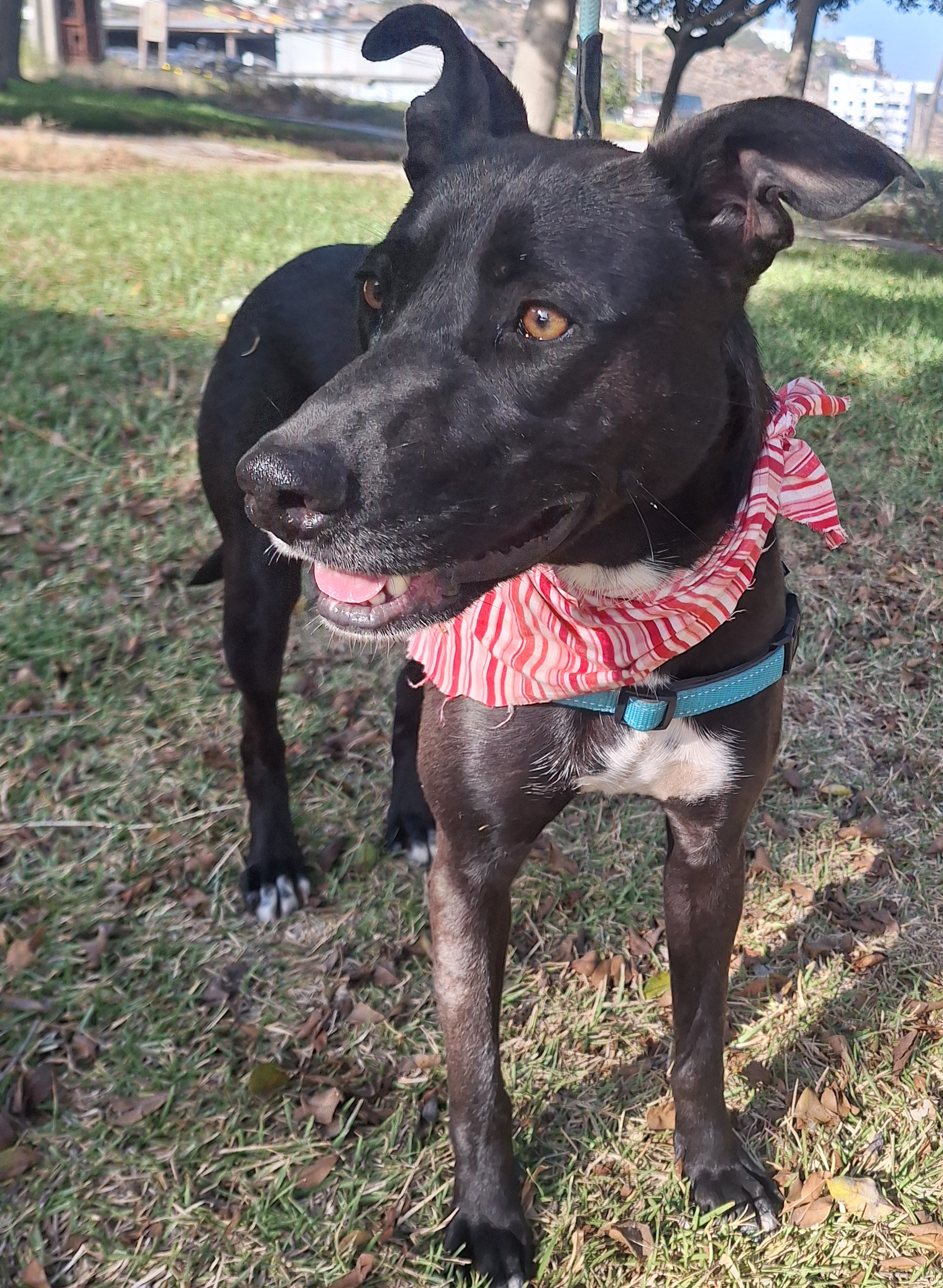 Enlarge Louisa, a Adoptable mixed breed in San Diego, CA image 2/6