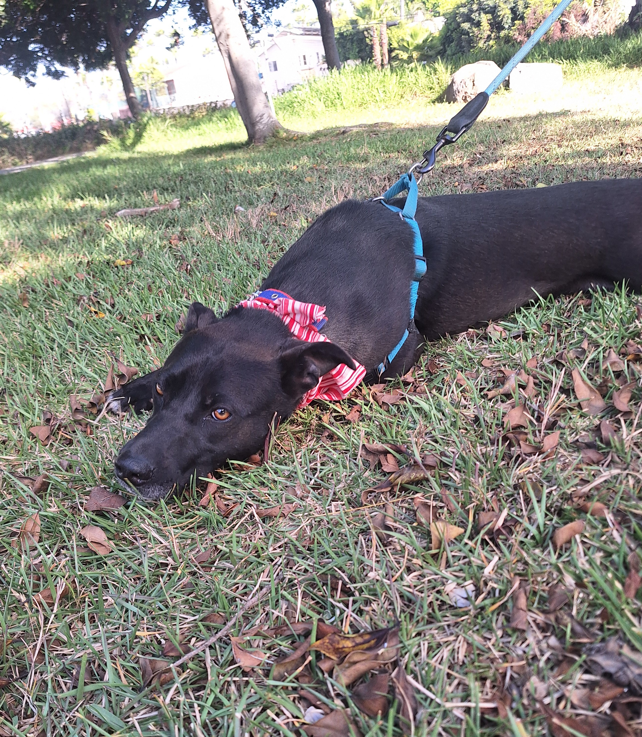 Enlarge Louisa, a Adoptable mixed breed in San Diego, CA image 4/6