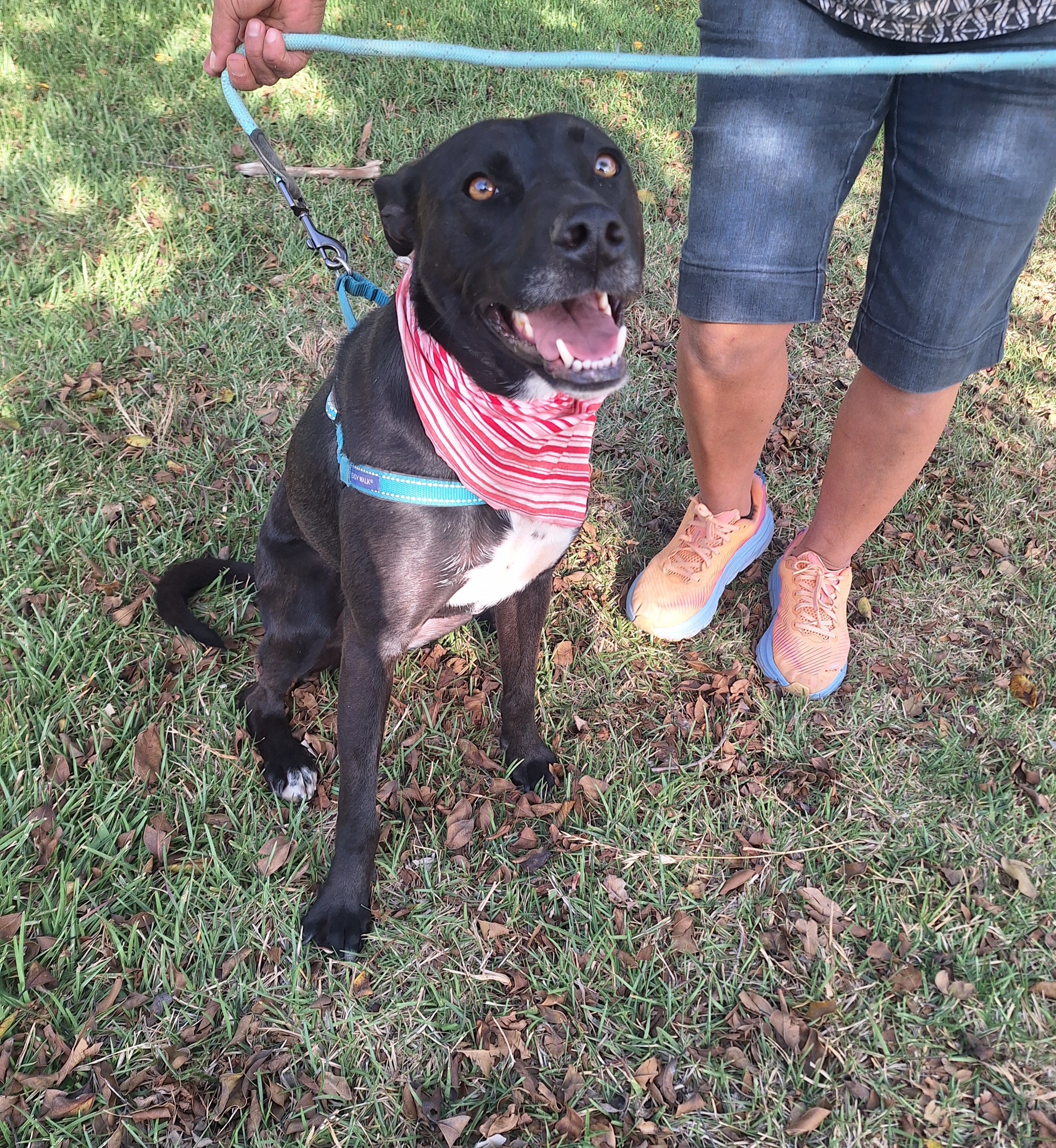 Enlarge Louisa, a Adoptable mixed breed in San Diego, CA image 3/6