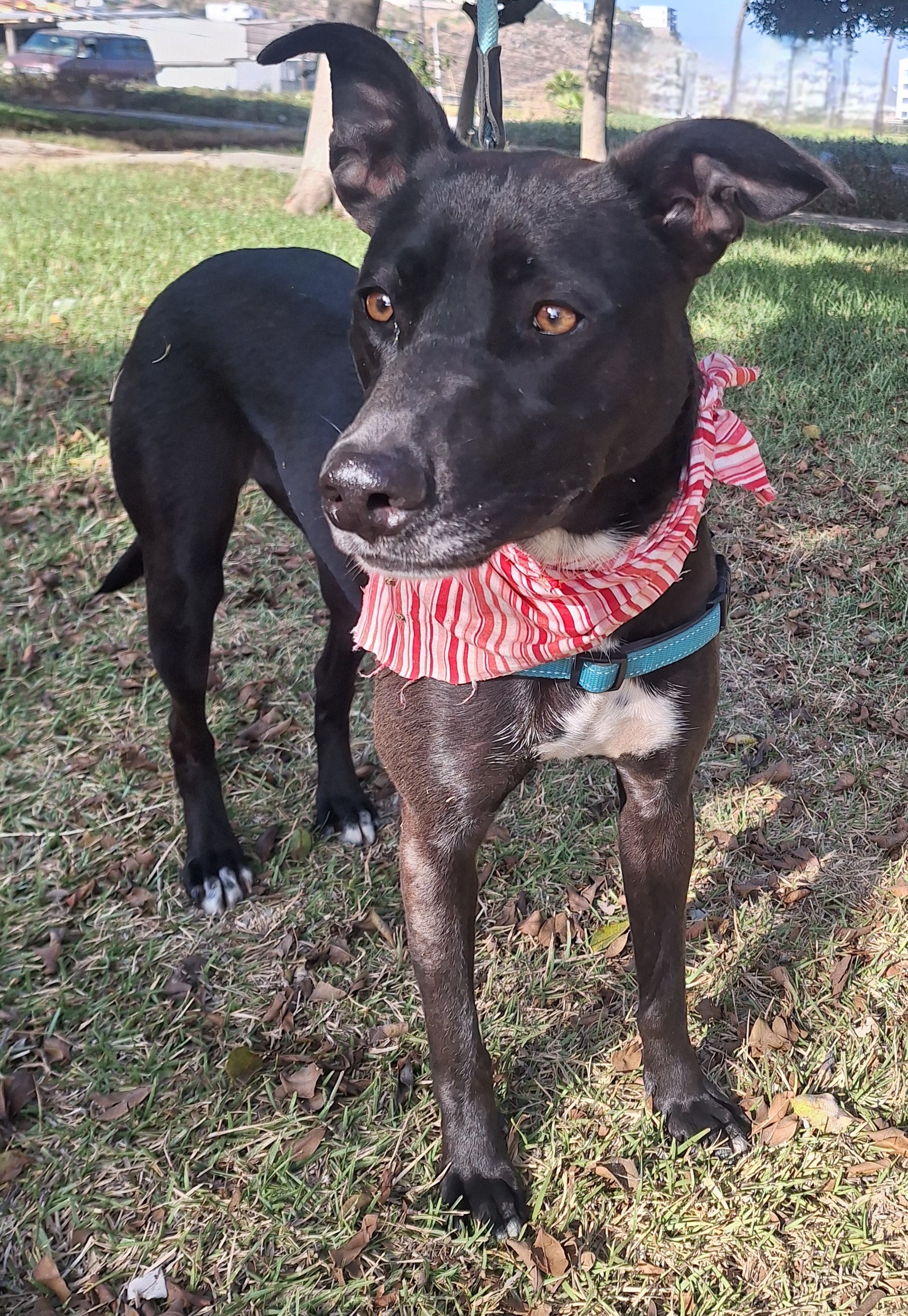 Enlarge Louisa, a Adoptable mixed breed in San Diego, CA image 1/6