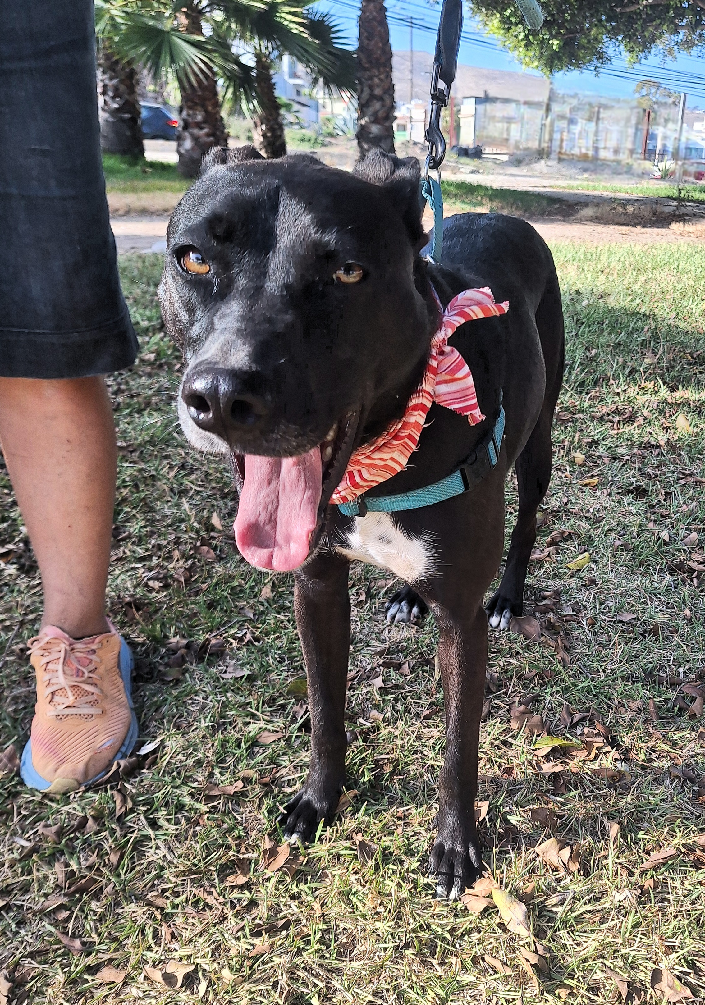 Enlarge Louisa, a Adoptable mixed breed in San Diego, CA image 5/6