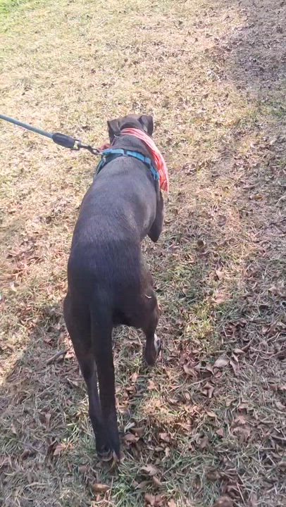 Enlarge Louisa, a Adoptable mixed breed in San Diego, CA video 6/6