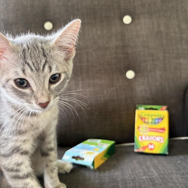 Enlarge Crayola, a Adoptable Domestic Short Hair in Milan, IL image 2/2
