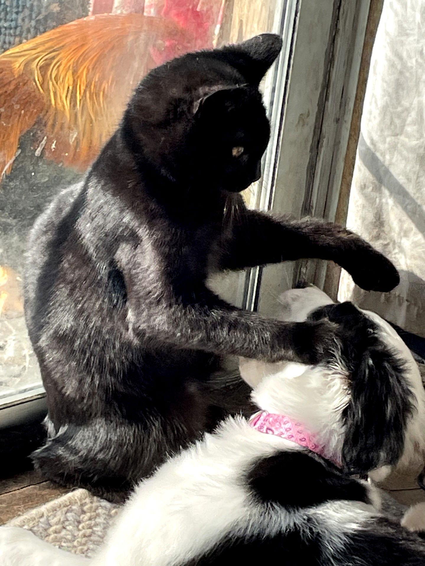 Scarlet & Simon - CCC, Adoptable, Kitten Female Bombay & Domestic Short Hair.