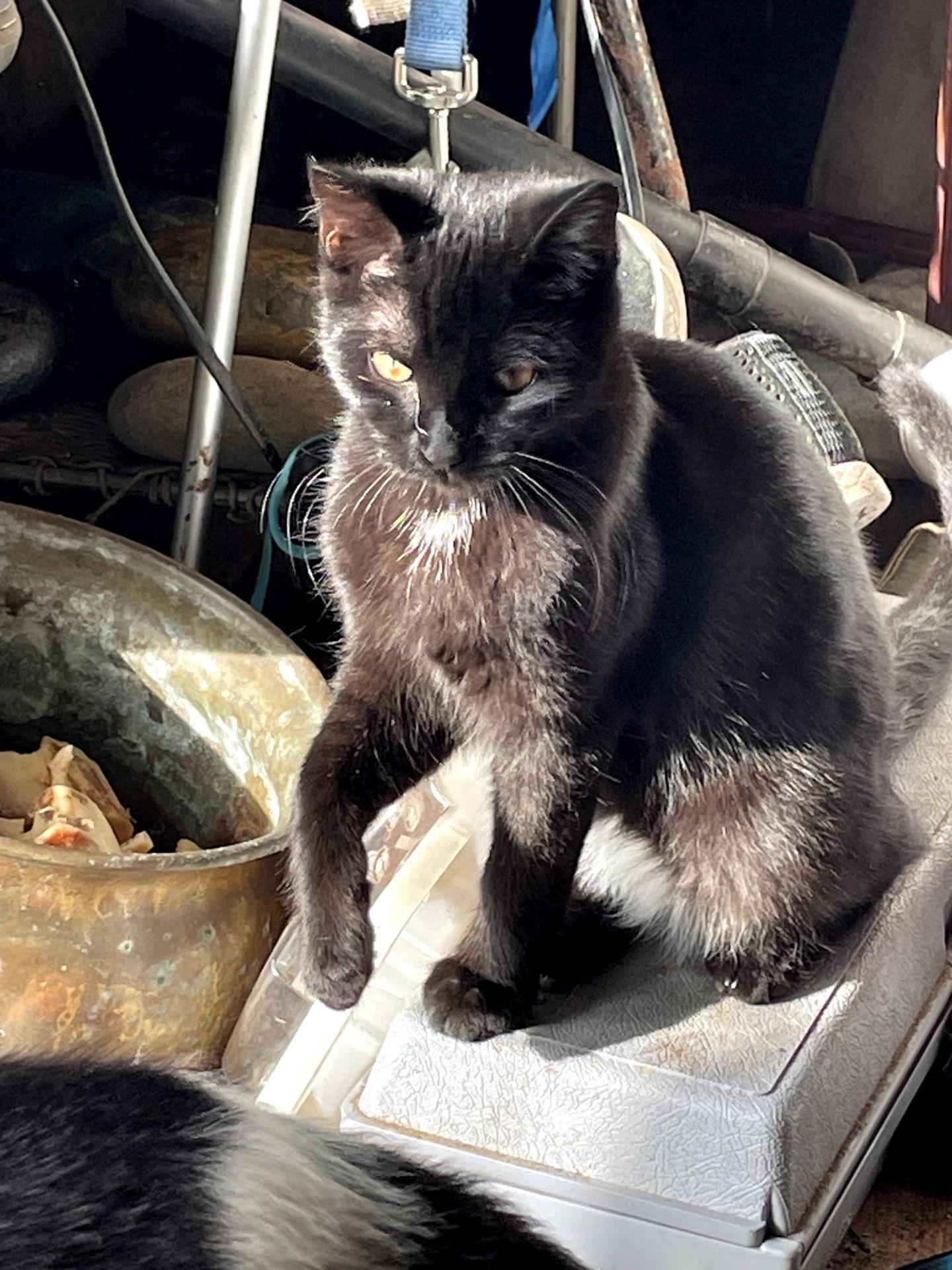 Enlarge Scarlet & Simon - CCC, a Adoptable mixed breed in San Luis Obispo, CA image 2/2
