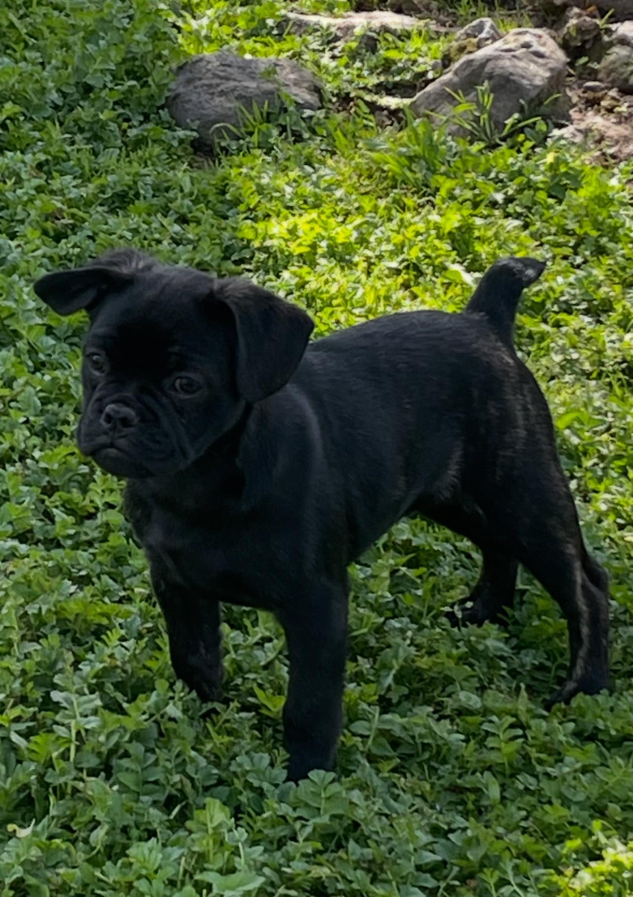 Milo, adopted, Puppy Male Pug & French Bulldog.