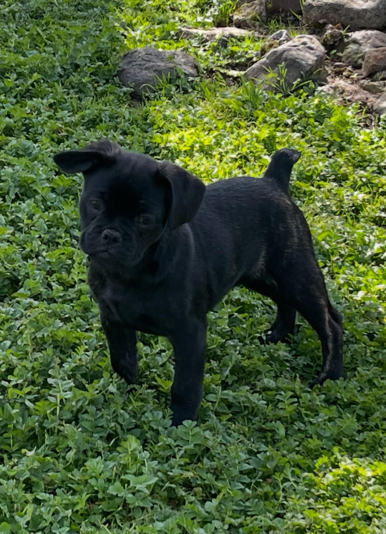 Milo, an adopted mixed breed in Oakdale, CA image 2/3