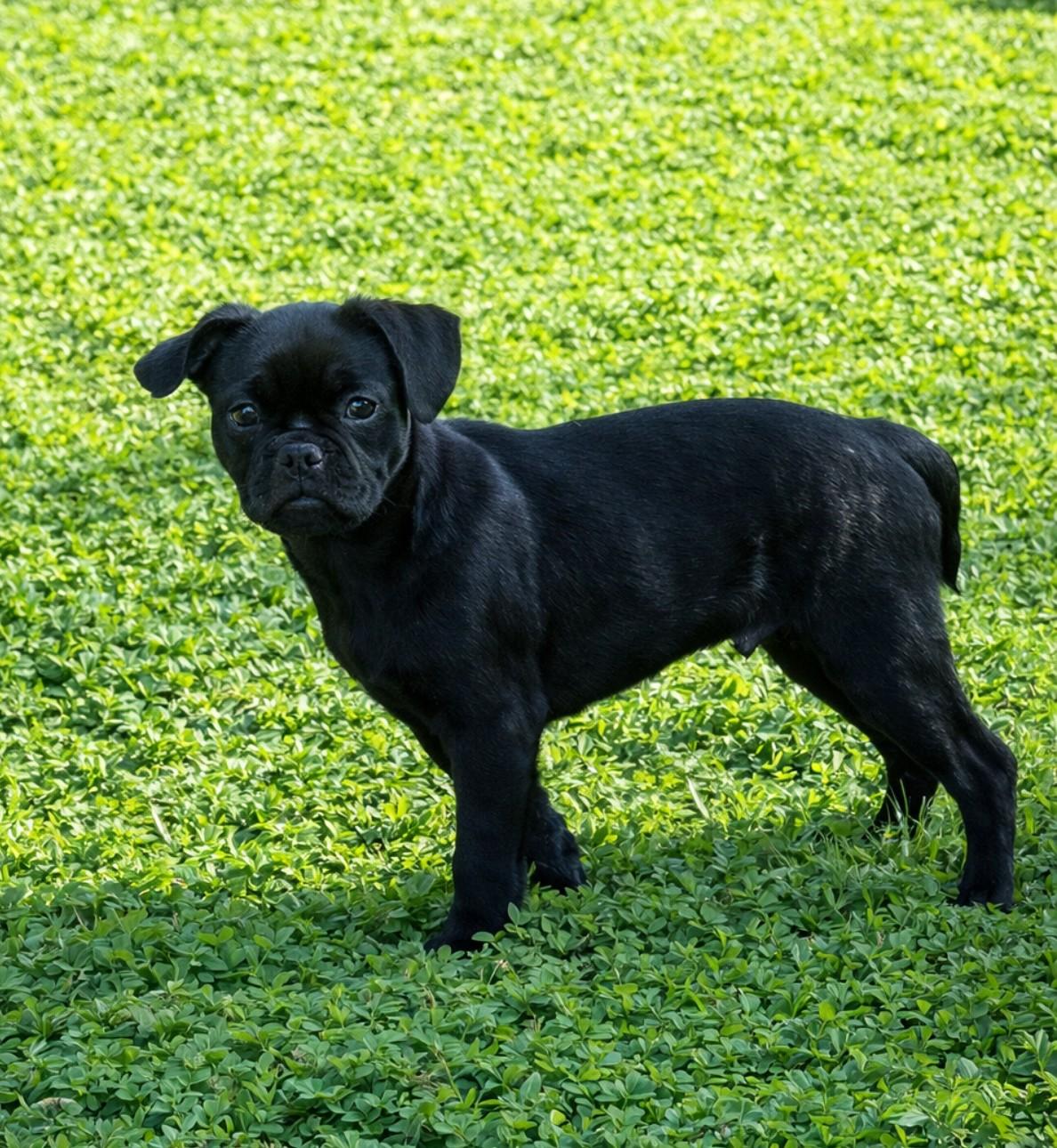 Milo, an adopted mixed breed in Oakdale, CA image 3/3