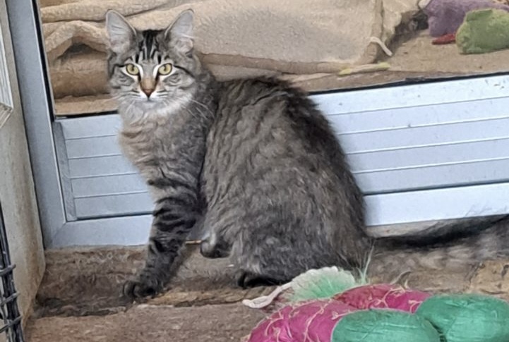 Tulu and Dough Boy - bonded pair, a Adoptable Domestic Medium Hair in Yakima, WA image 3/4