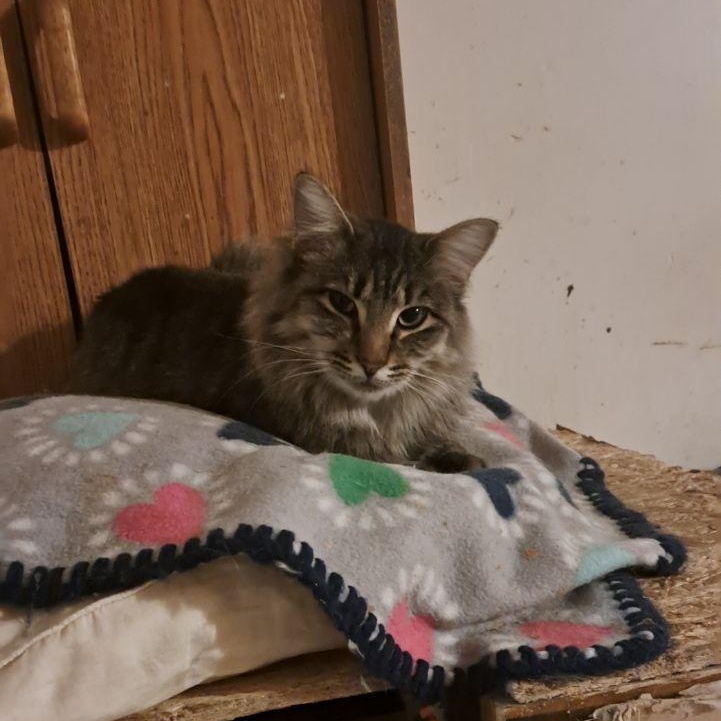 Tulu and Dough Boy - bonded pair, a Adoptable Domestic Medium Hair in Yakima, WA image 2/4