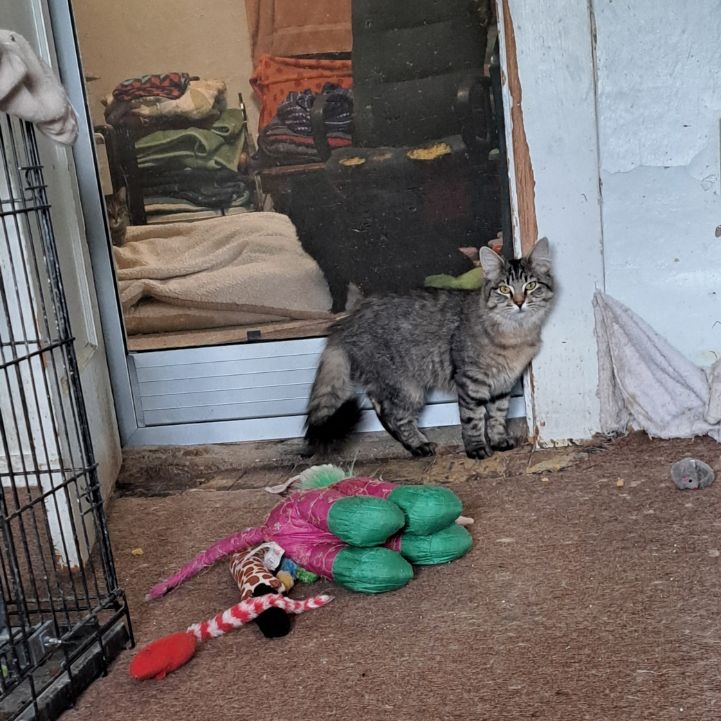 Tulu and Dough Boy - bonded pair, a Adoptable Domestic Medium Hair in Yakima, WA image 4/4
