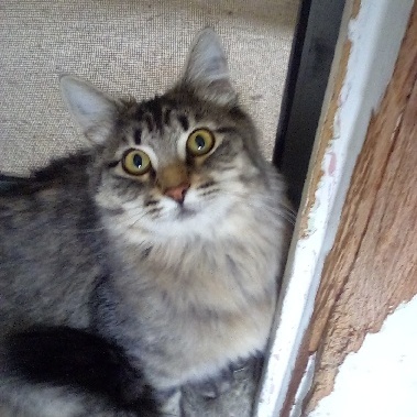 Tulu and Dough Boy - bonded pair, Adoptable, Adult Female Domestic Medium Hair.