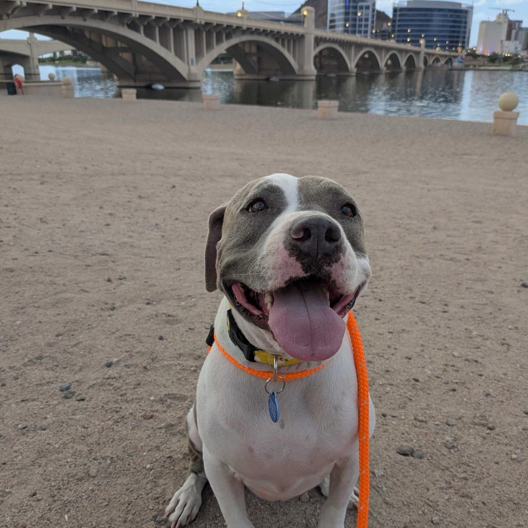 Enlarge Bella Bee, a Adoptable American Staffordshire Terrier in Apache Junction, AZ image 1/6