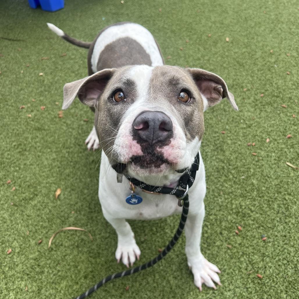 Enlarge Bella Bee, a Adoptable American Staffordshire Terrier in Apache Junction, AZ image 2/6