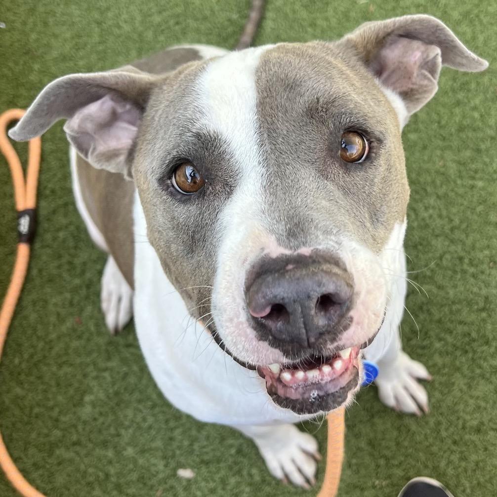 Enlarge Bella Bee, a Adoptable American Staffordshire Terrier in Apache Junction, AZ image 3/6