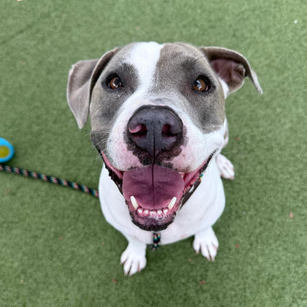 Enlarge Bella Bee, a Adoptable American Staffordshire Terrier in Apache Junction, AZ image 4/6