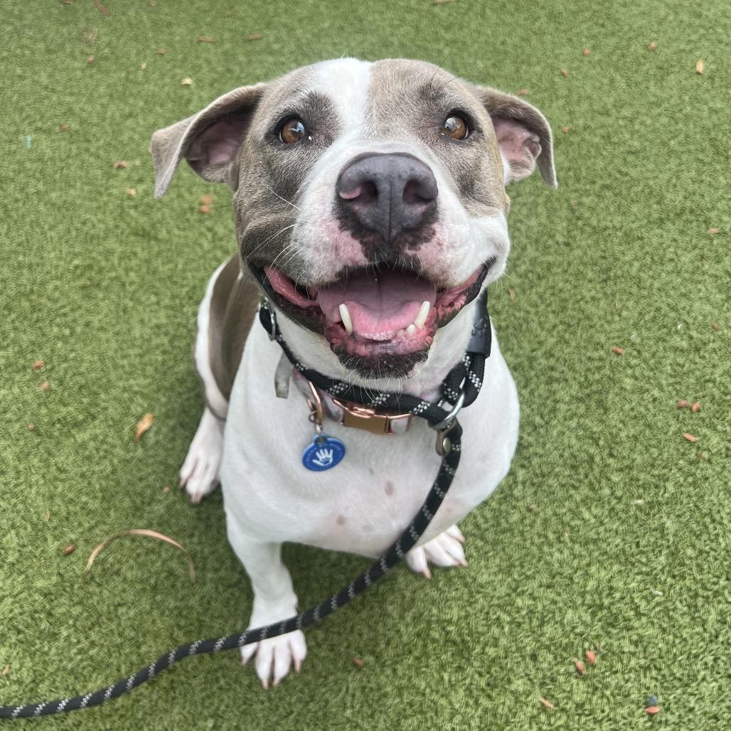 Enlarge Bella Bee, a Adoptable American Staffordshire Terrier in Apache Junction, AZ image 5/6