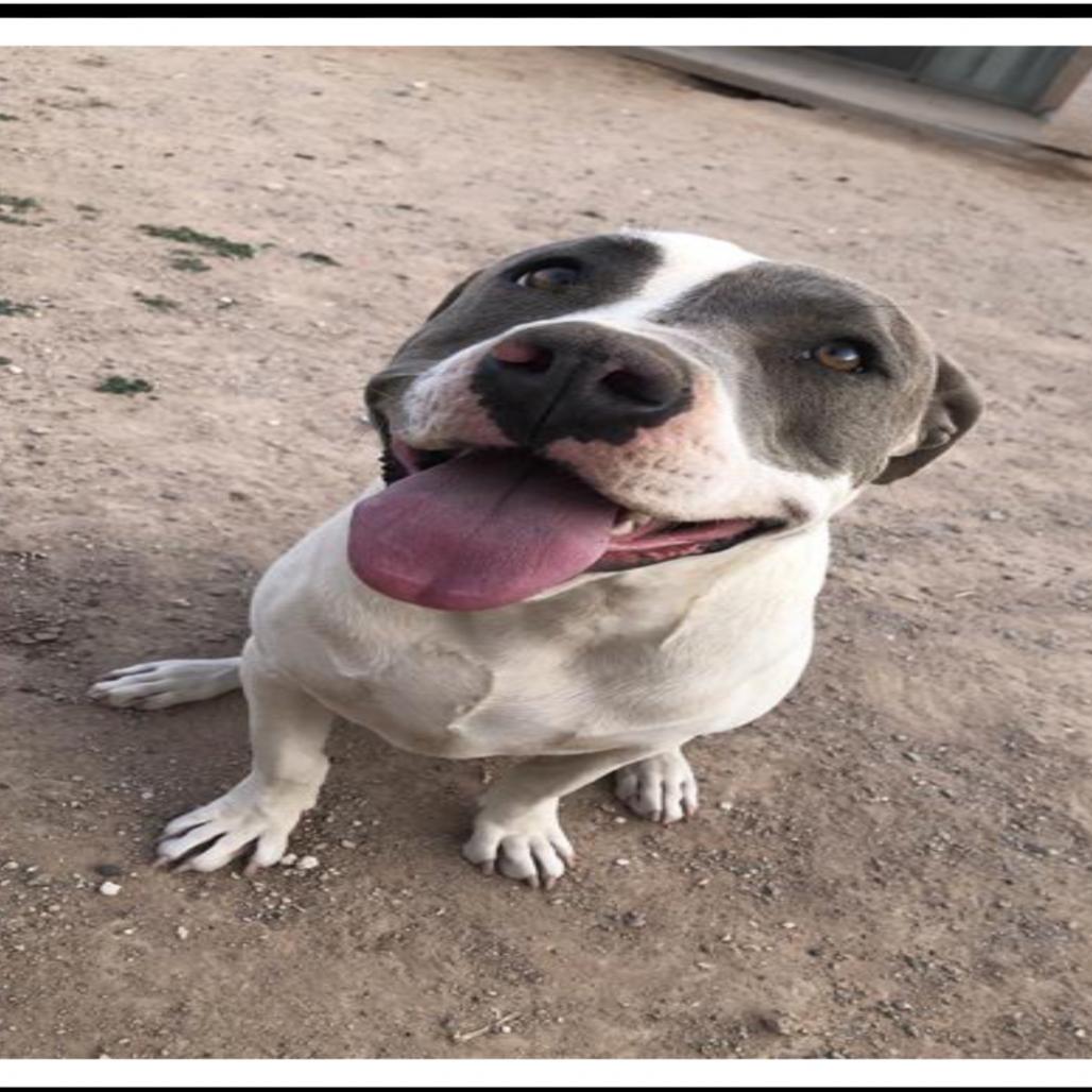 Enlarge Bella Bee, a Adoptable American Staffordshire Terrier in Apache Junction, AZ image 6/6