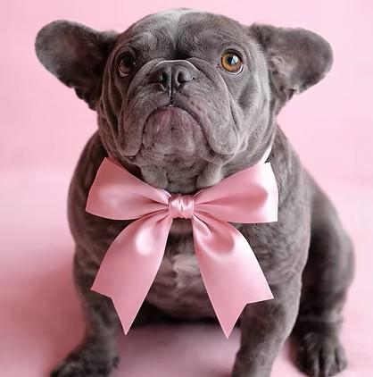 Luna, ADOPTABLE, Adult Female French Bulldog.